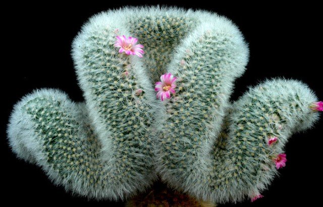 Mammillaria_lauii_1